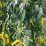 Acacia auriculiformis Flors