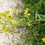 Sisymbrium strictissimum Žiedas