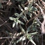 Helianthemum arenicola Лист