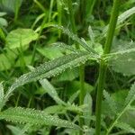 Serratula tinctoria Fuelha