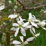 Amelanchier × lamarckii Flower