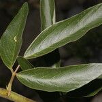 Desmodium cajanifolium Leaf