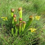 Sarracenia minor आदत