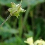 Bunias erucago Frucht