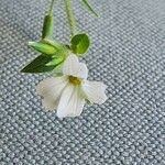 Galium kenyanum फूल