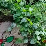 Cissus repens Folha