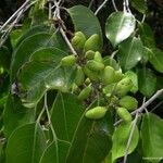 Hunga minutiflora Fruit