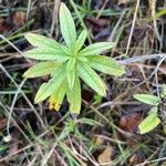 Galium aristatum Fulla