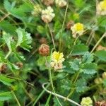 Trifolium campestreBlomst