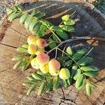 Sorbus domestica Owoc