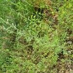 Artemisia alba Habitus