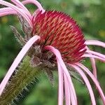 Echinacea pallida Virág