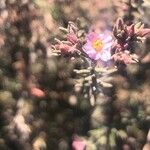 Frankenia corymbosa Flower