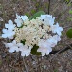 Viburnum lantanoides Çiçek