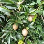 Manilkara zapota Fruit