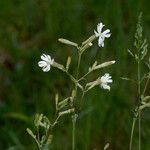 Silene italica Kwiat