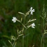 Silene italica Blüte