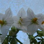 Solanum bonariense Flower