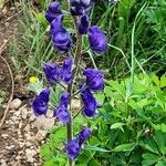 Aconitum columbianum Flor