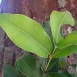 Syzygium neoeugenioides List