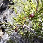 Rhamnus lycioides Fruit