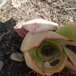 Aeonium nobile 葉