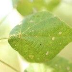 Dombeya ciliata Folla