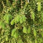 Juniperus drupacea পাতা