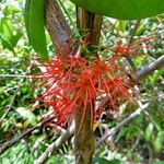 Combretum constrictum Flor