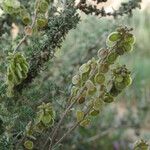 Clypeola jonthlaspi Fruit