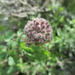 Monardella odoratissima Fruit