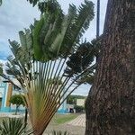 Ravenala madagascariensis 葉