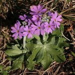 Primula laurentiana Habit