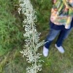 Artemisia maritima Leaf