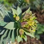 Euphorbia rigida Цвят
