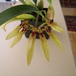 Bulbophyllum picturatum Fleur