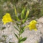 Oenothera laciniata 花