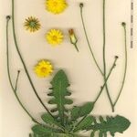 Hypochaeris radicata Sonstige