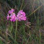 Primula farinosa Õis