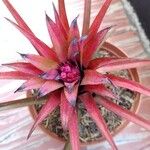 Aechmea recurvata Folha