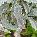 Salvia pomifera Blad