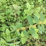 Euphorbia hirta ᱥᱟᱠᱟᱢ