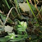 Anthyllis cornicina Kvet
