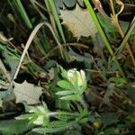 Anthyllis cornicina 花