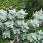 Platycladus orientalis Fruit