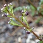 Scrophularia canina Habitus