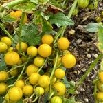 Solanum carolinense Плод