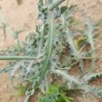 Launaea mucronata Leaf