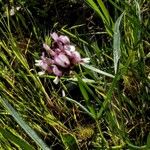 Trifolium willdenovii Blüte