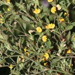 Stylosanthes humilis Flower